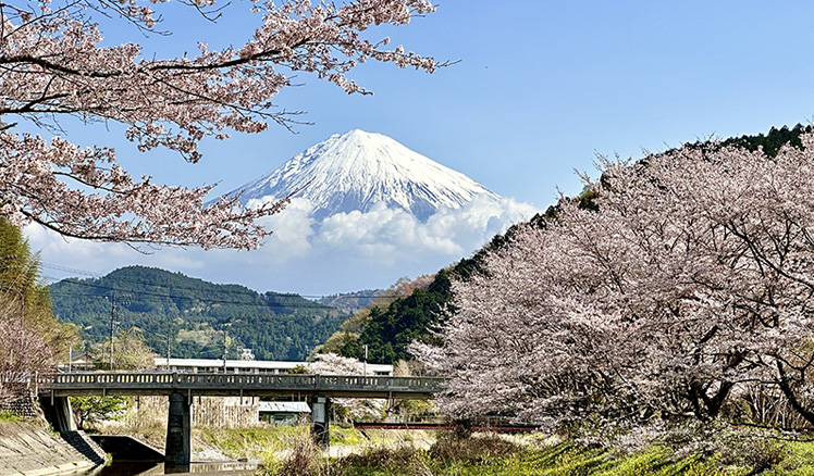 16 aree del patrimonio mondiale Sakura collega il patrimonio mondiale Staffetta dei ciliegi in fiore